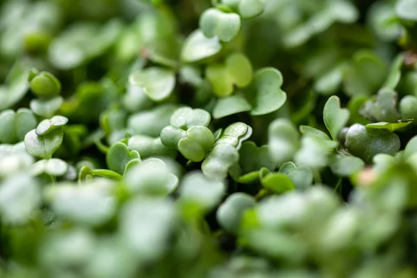 Jovem Arugula Deixa Fundo Arugula Microgreens — Fotografia de Stock