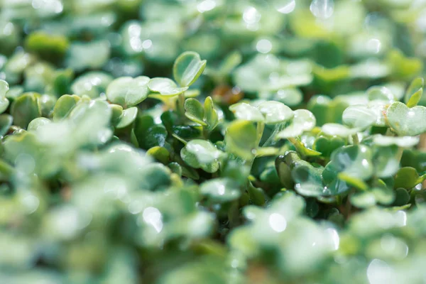 Mladá Rukola Opouští Pozadí Arugula Microgreens — Stock fotografie