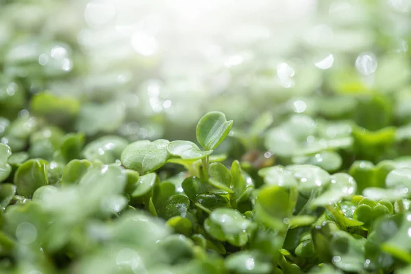 Mladá Rukola Opouští Pozadí Arugula Microgreens — Stock fotografie