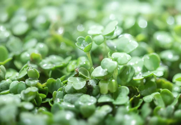 Young Arugula Leaves Background Arugula Microgreens — Stock Photo, Image