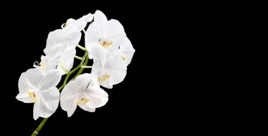 Phalaenopsis çiçek açtı. Siyah arkaplanda, kopyalama alanı olan beyaz orkide çiçekleri