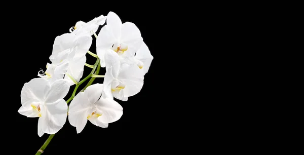 Phalaenopsis Blom Vit Orkidé Blommor Svart Bakgrund Med Kopia Utrymme — Stockfoto