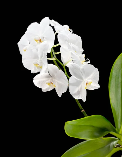 Phalaenopsis Blom Vit Orkidé Blommor Svart Bakgrund Med Kopia Utrymme — Stockfoto