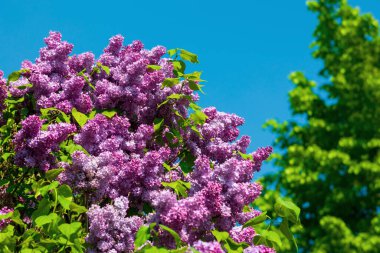 Mor bir leylağın çiçek açan dalının yumuşak odak görüntüsü. Bahar çiçekleri açan leylak ağaçları. Baharda leylak çiçek açar..