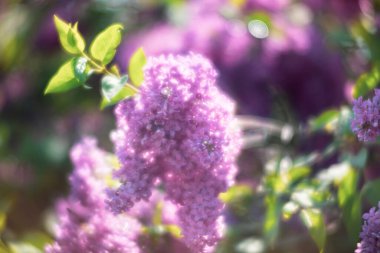 Mor bir leylağın çiçek açan dalının yumuşak odak görüntüsü. Bahar çiçekleri açan leylak ağaçları. Baharda leylak çiçek açar..