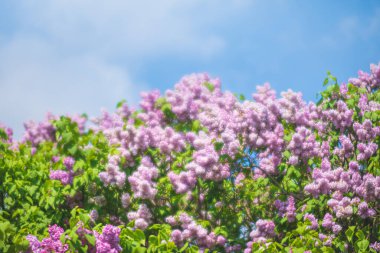 Mor bir leylağın çiçek açan dalının yumuşak odak görüntüsü. Bahar çiçekleri açan leylak ağaçları. Baharda leylak çiçek açar..