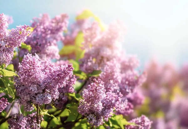 Imagen Foco Suave Rama Floreciente Una Lila Púrpura Flores Primavera —  Fotos de Stock