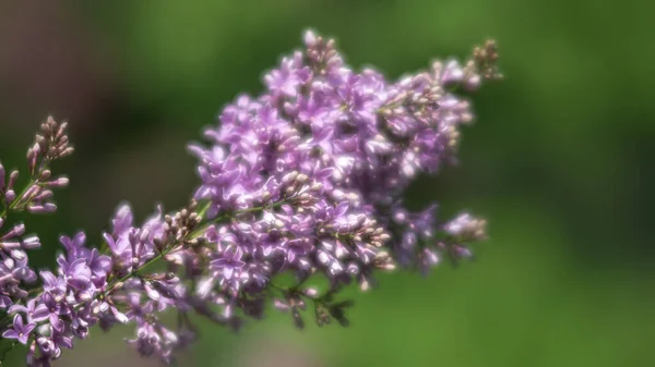 Soft Focus Image Blossoming Branch Purple Lilac Spring Blooming Lilac — Stock Photo, Image