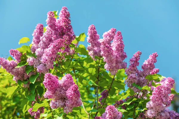 Soft Focus Image Blossoming Branch Purple Lilac Spring Blooming Lilac — Stock Photo, Image