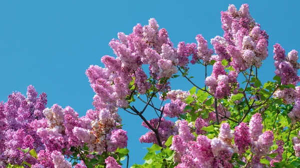 Soft Focus Image Blossoming Branch Purple Lilac Spring Blooming Lilac — Stock Photo, Image