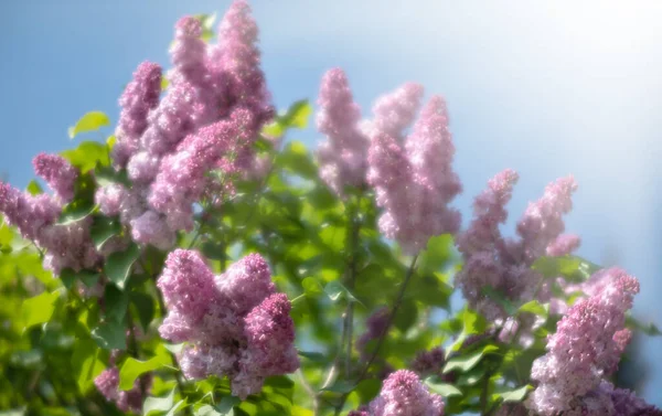Imagen Foco Suave Rama Floreciente Una Lila Púrpura Flores Primavera —  Fotos de Stock