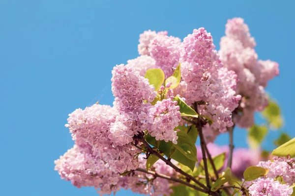 Imagem Foco Suave Ramo Florescente Lilás Roxo Primavera Florescendo Flores — Fotografia de Stock