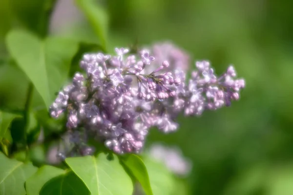 Soft Focus Image Blossoming Branch Purple Lilac Spring Blooming Lilac — Stock Photo, Image