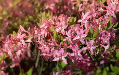 Rododendron çiçekleri. Bahçedeki aczaleas çiçekleri. Bahar doğası. Yumuşak odak bulanık resim
