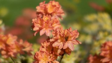Rododendron çiçekleri. Bahçedeki aczaleas çiçekleri. Bahar doğası. Yumuşak odaklı bulanık görüntü. Geniş 16: 9 fotoğrafı.
