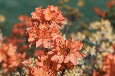 Rododendron çiçekleri. Bahçedeki aczaleas çiçekleri. Bahar doğası. Yumuşak odak bulanık resim