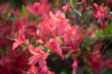 Rododendron çiçekleri. Bahçedeki aczaleas çiçekleri. Bahar doğası. Yumuşak odak bulanık resim