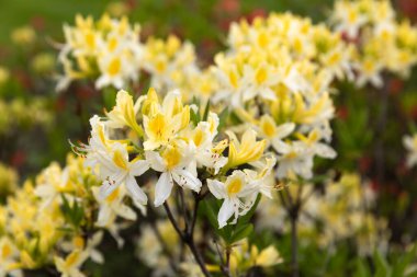 Rododendron çiçekleri. Bahçedeki aczaleas çiçekleri. Bahar doğası. Yumuşak odak bulanık resim