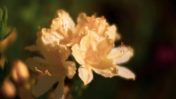Rododendron Çiçekleri Bahçedeki Aczaleas Çiçekleri Bahar Doğası Yumuşak Odaklı Bulanık — Stok fotoğraf