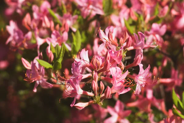 Λουλούδια Ροδόδεντρου Λουλούδια Azaleas Στον Κήπο Ανοιξιάτικο Φόντο Μαλακή Θολή — Φωτογραφία Αρχείου