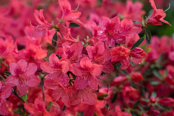 Rododendronovy Květiny Azalky Kvetou Zahradě Jarní Příroda Jemné Zaostření Rozmazaného — Stock fotografie