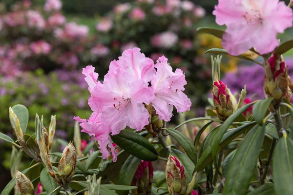 Rhododendron Flowers Azaleas Flowers Garden Spring Nature Background Soft Focus — Stock Photo, Image