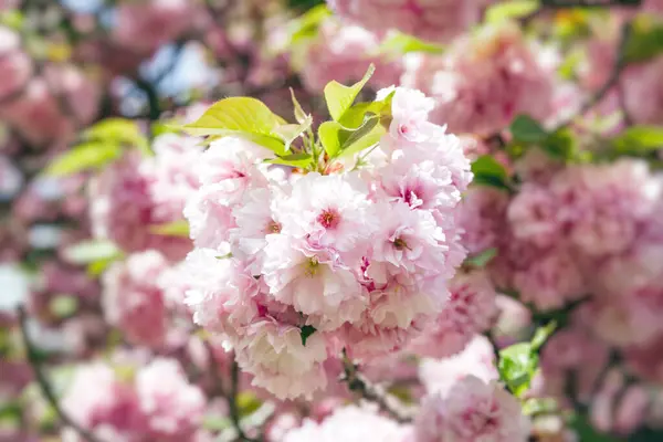 Naturlig Bakgrund Med Sakura Blommor Körsbärsblomma Gren Med Vacker Mjuk — Stockfoto