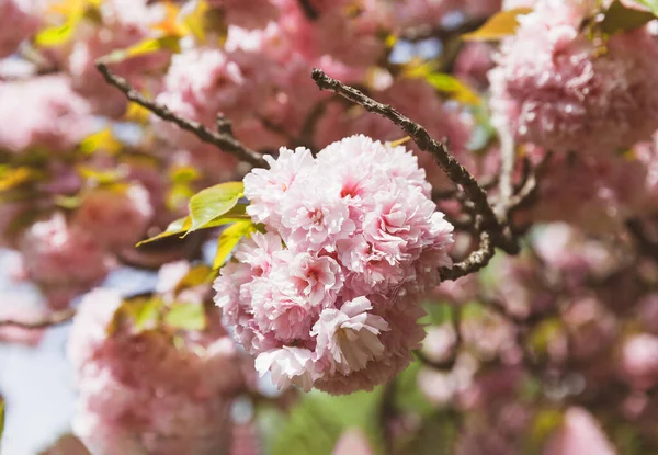 Naturlig Bakgrund Med Sakura Blommor Körsbärsblomma Gren Med Vacker Mjuk — Stockfoto