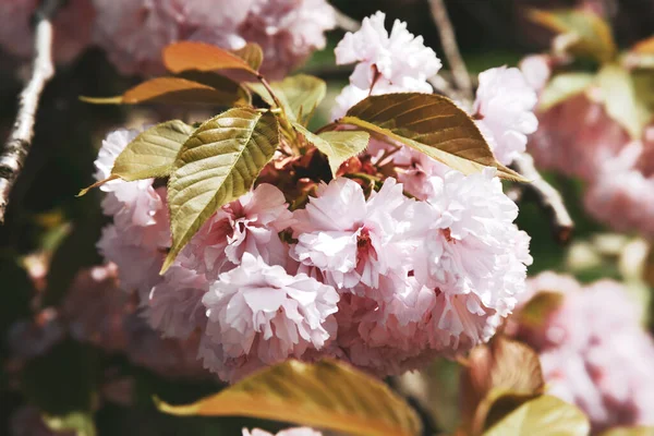 Fond Naturel Avec Des Fleurs Sakura Branche Fleur Cerisier Avec — Photo