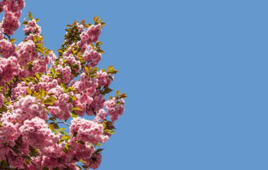 Sakura. Mavi gökyüzü arka planında fotokopi alanı olan kiraz ağacı