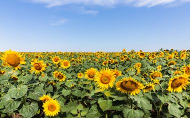 Çiçek açan ayçiçekleri doğal arka plan. Ayçiçeği tarlasıyla yaz manzarası