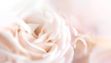 Çiçek arkaplan. Bir buket güzel çiçeğin parçasını kapat.