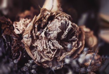 Kuru buket. Bir buketteki kurumuş çiçeklerin yakın plan görüntüsü. Yaşam ve ölüm kavramı. Solmuş çiçek arkaplanı