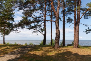 Ormandaki çam ağaçları. Klasik Baltık plaj manzarası. Vahşi doğa.