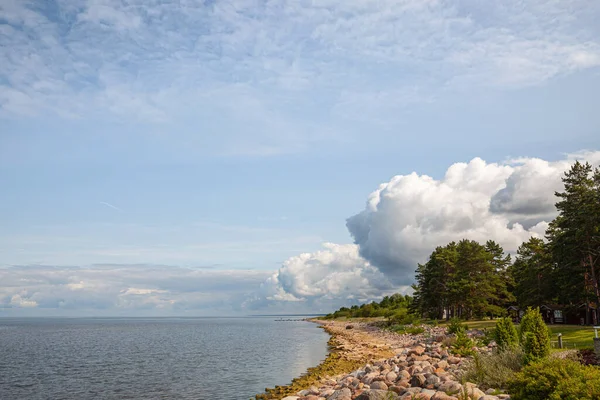 Pinos Bosque Clásico Paisaje Playa Del Báltico Naturaleza Salvaje — Foto de Stock