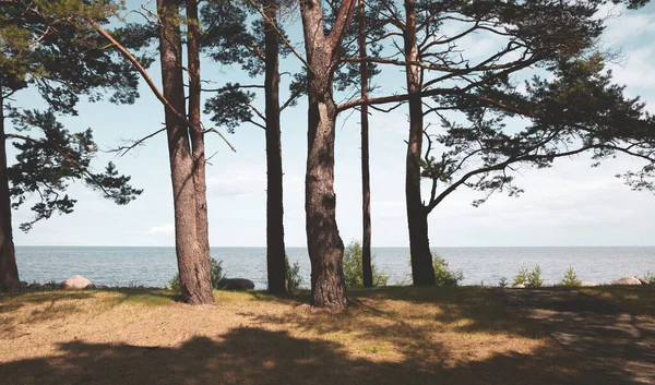 Pinos Bosque Clásico Paisaje Playa Del Báltico Naturaleza Salvaje —  Fotos de Stock