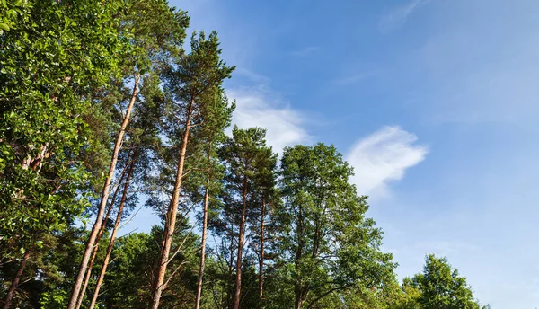 Dennenbomen Het Bos Klassieke Baltische Strand Landschap Wilde Natuur — Stockfoto