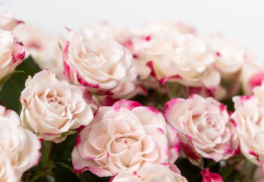 Çiçek arkaplan ve doku. Açık pembe gül arkaplanı