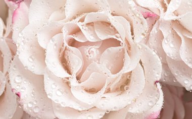 Çiçek arkaplan ve doku. Açık pembe gül arkaplanı ve su damlaları