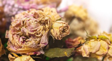 Kuru buket. Bir buketteki kurumuş çiçeklerin yakın plan görüntüsü. Yaşam ve ölüm kavramı. Solmuş çiçek arkaplanı