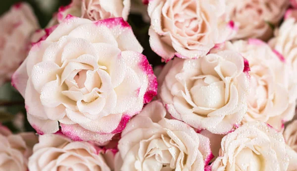Floraler Hintergrund Und Textur Hellgelbe Rosen Mit Rosa Blütenblättern — Stockfoto