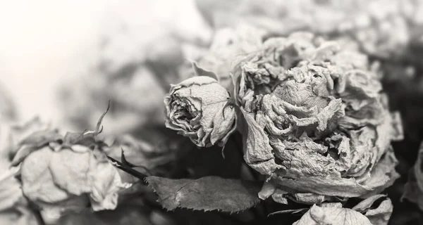 Trockenes Bouquet Nahaufnahme Von Getrockneten Blumen Einem Strauß Leben Und — Stockfoto