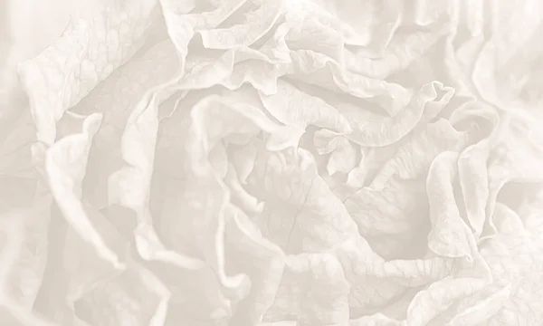 ドライフラワーの質感 花束の中のドライフラワーのクローズアップイメージ 生と死の概念 花の背景 — ストック写真