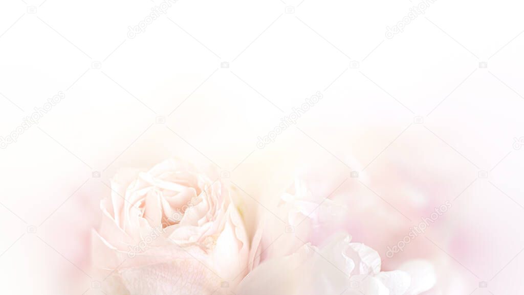 Floral background. Close up fragment of a beautiful flowers bouquet