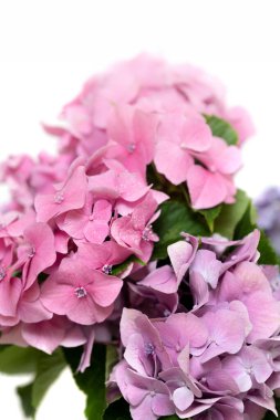 Çiçek arkaplan. Yumuşak ortanca ya da Hortensiya çiçekleri. Sanatsal doğal arka plan. İlkbaharda açan çiçekler. 