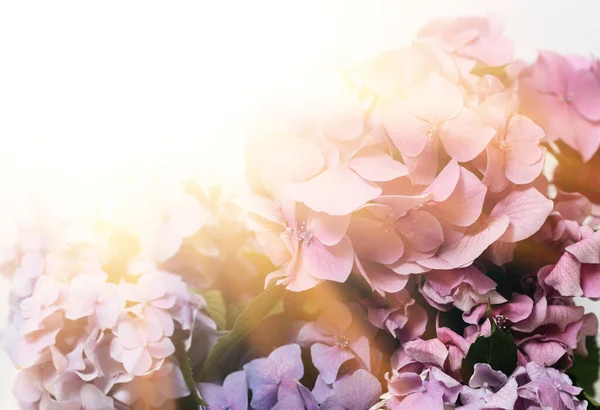 Çiçek Arkaplan Yumuşak Ortanca Taç Yapraklarında Güneş Işığı Olan Hortensiya — Stok fotoğraf