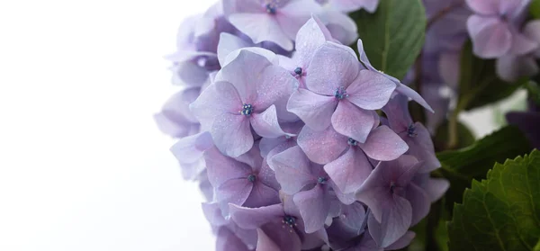 Çiçek Arkaplan Yumuşak Menekşe Ortanca Yapraklarına Damlası Damlayan Hortensiya Çiçekleri — Stok fotoğraf