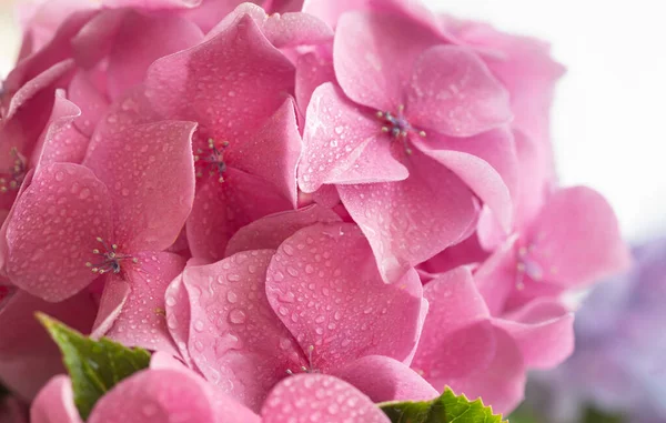Çiçek Arkaplan Yumuşak Ortanca Yapraklarına Damlası Damlayan Hortensiya Çiçekleri Sanatsal — Stok fotoğraf