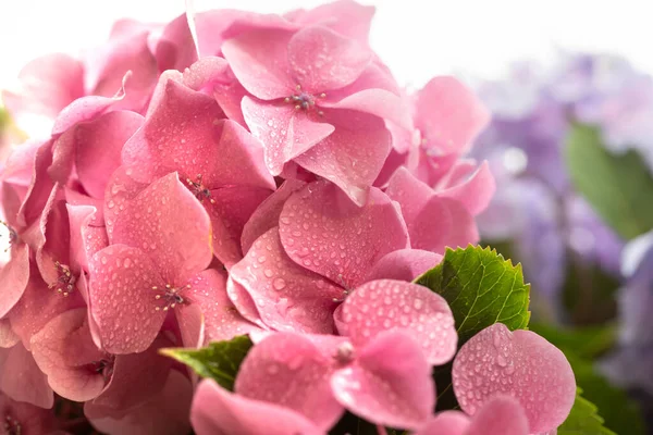 Çiçek Arkaplan Yumuşak Pembe Ortanca Yapraklarına Damlası Damlayan Hortensiya Çiçekleri — Stok fotoğraf