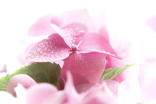 花の背景 花弁に水滴が付いた柔らかいピンク色のアジサイやホルテンシアの花 芸術的な背景 春に花を咲かせます 非常に浅いフィールドの深さ — ストック写真